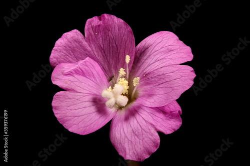 Great Willowherb  Epilobium hirsutum . Flower Closeup