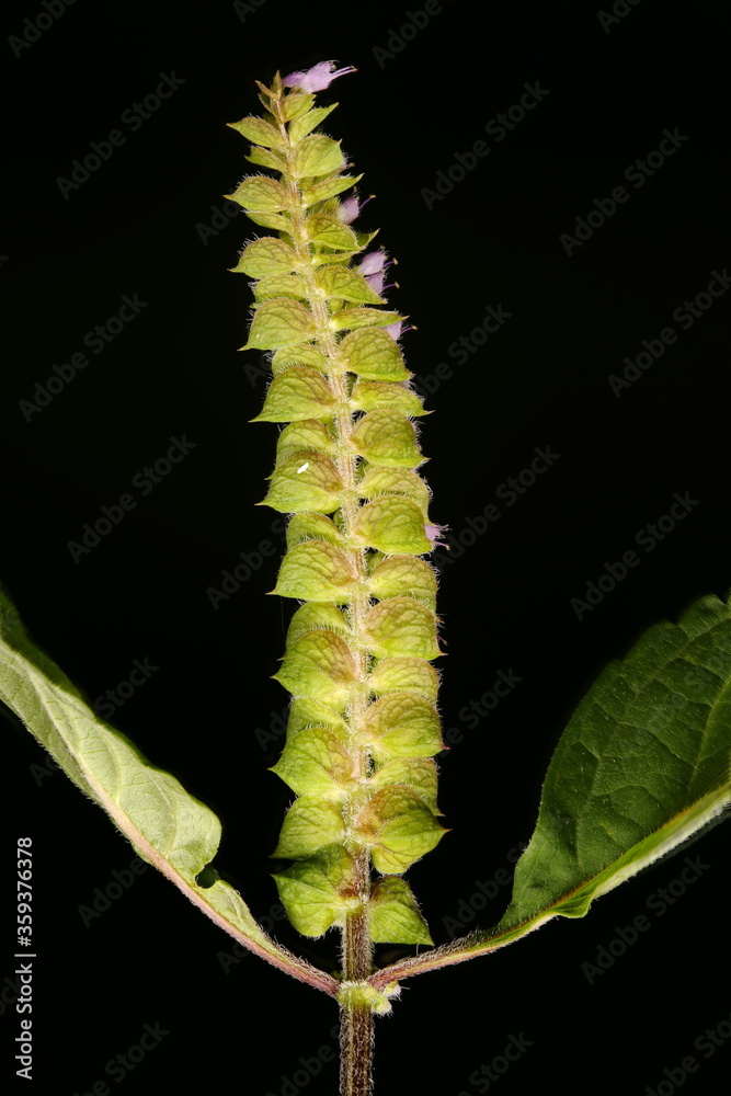 Naklejka premium Vietnamese Balm (Elsholtzia ciliata). Inflorescence Closeup
