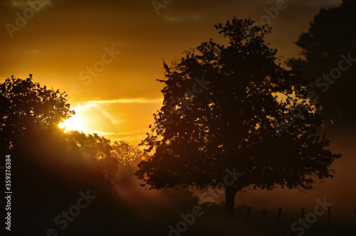 Sun & trees