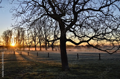 Trees and fog and sun