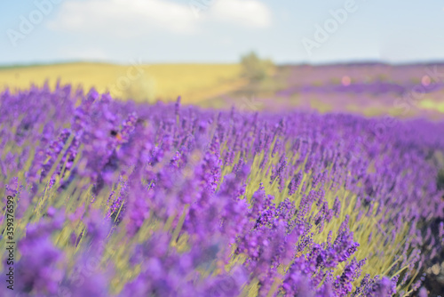 Lavender field  lavender flowers in defocus. Violet field  beautiful nature  allergy