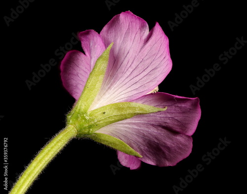 Great Willowherb (Epilobium hirsutum). Flower Closeup