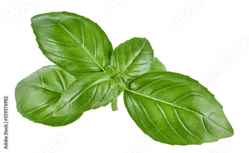 Basil leaves without shadow isolated on white background 