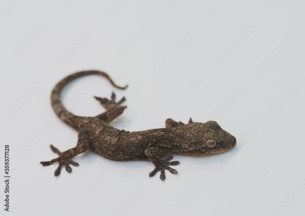 Naklejka premium ヤモリ 白背景