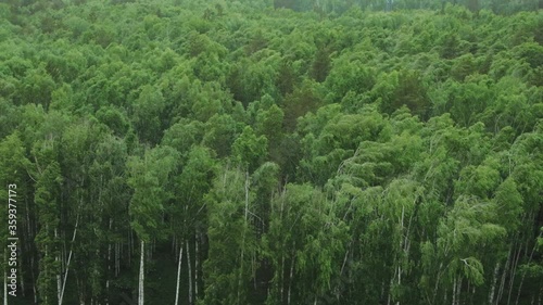 Strong wind in birch forest photo