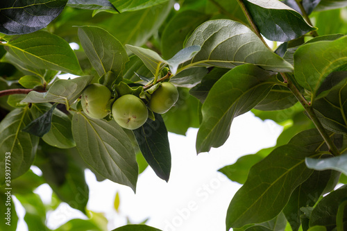 Green persimmons on the tree