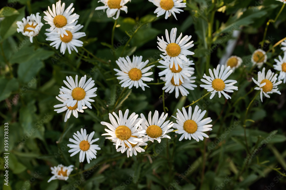 Beautiful daisies growing up in the meadow close-up. Beautiful daisies growing up in the meadow close-up.