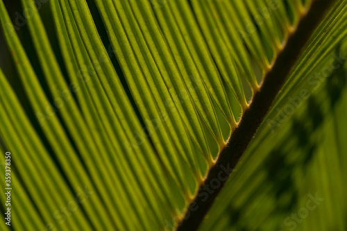 Cycas media or Australian nut palm tree leaves  © sorin