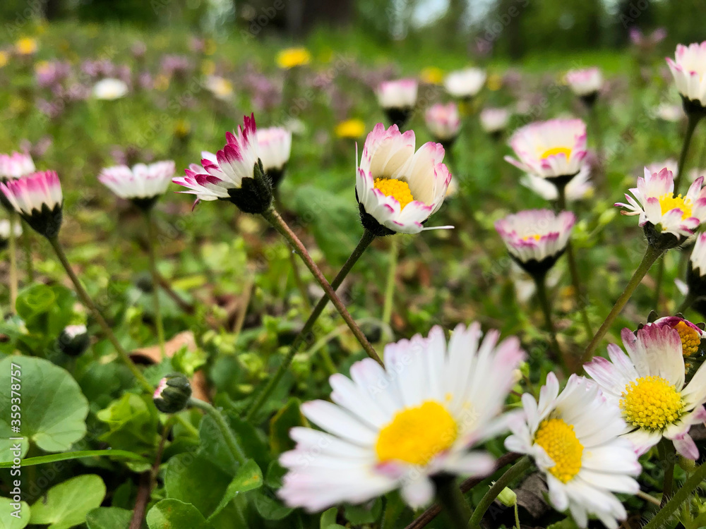 Tiny pink and white daisies growing on a big yard Tiny pink and white daisies growing on a big yard