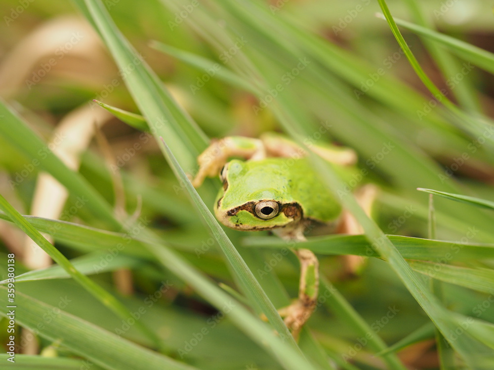 Tree frog in green grass, close up. Tree frog in green grass, close up.