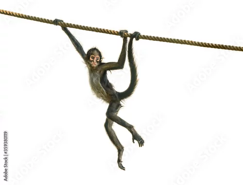 Naklejka na ścianę young spider monkey on the rope followed by adult