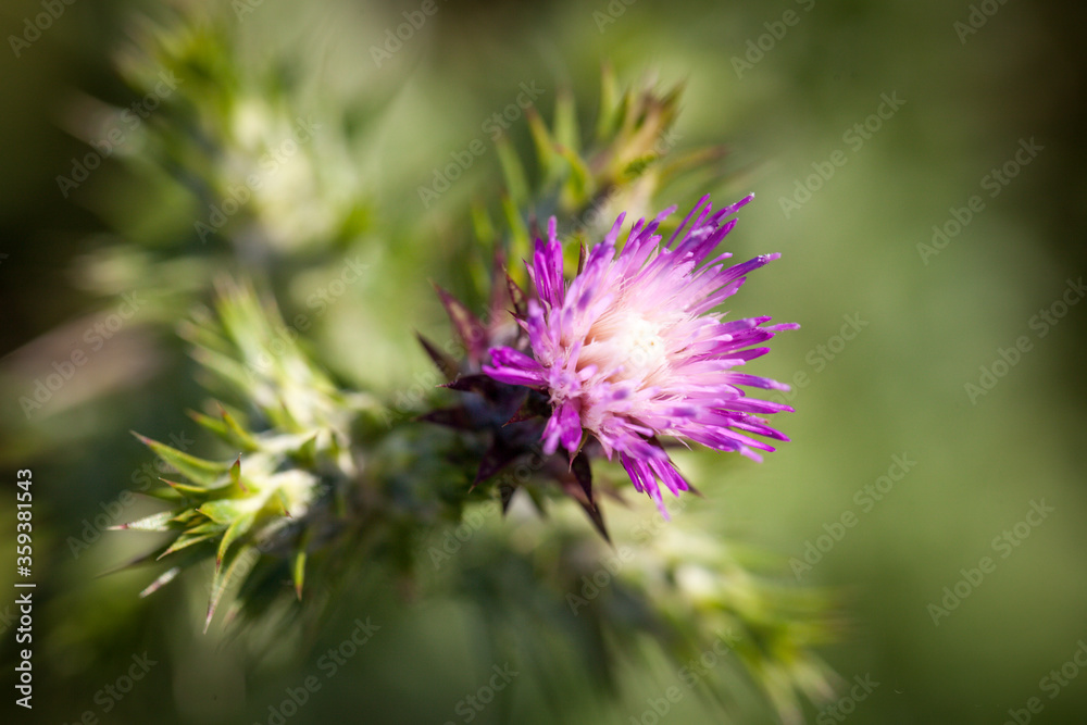 thistle macrophotography green and purple thistle macrophotography green and purple