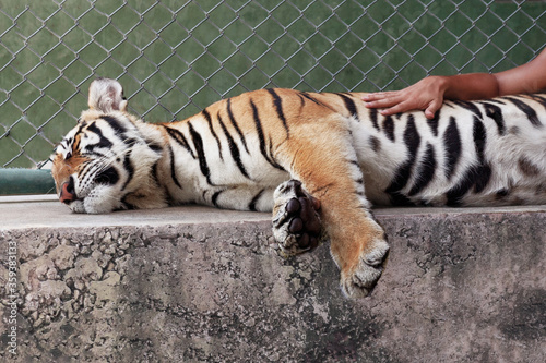 Closeup portrait of a cute siberian tiger lies down and sleeps on the concrete, a man's hand touches him. © Dragosh