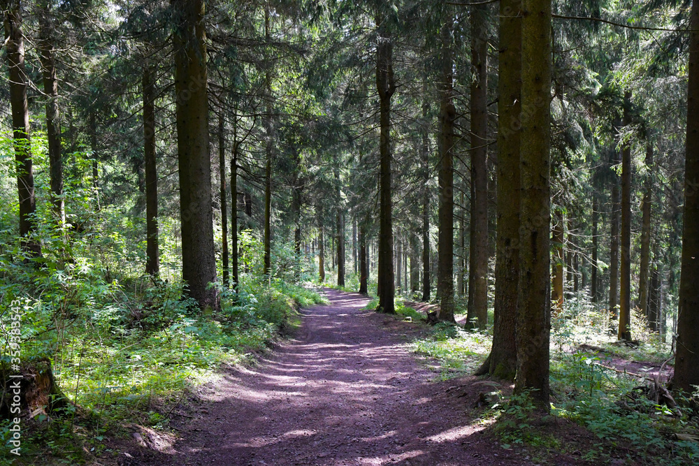 Waldidylle auf dem Schneekopf im Thüringer Wald Waldidylle auf dem Schneekopf im Thüringer Wald