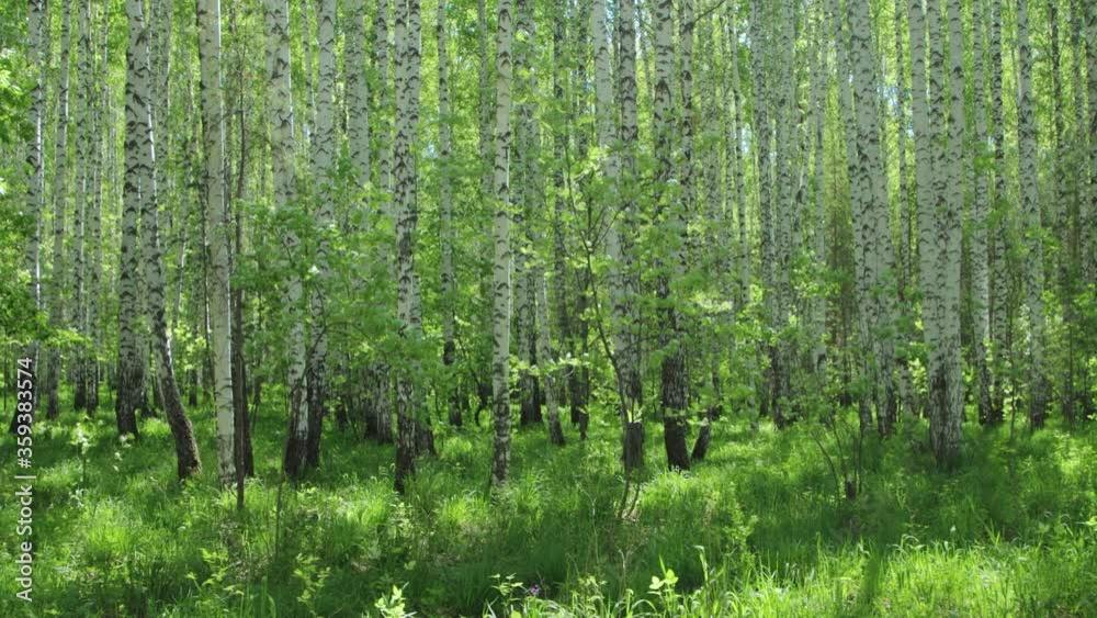 Admirable birch grove in sunny day Admirable birch grove in sunny day