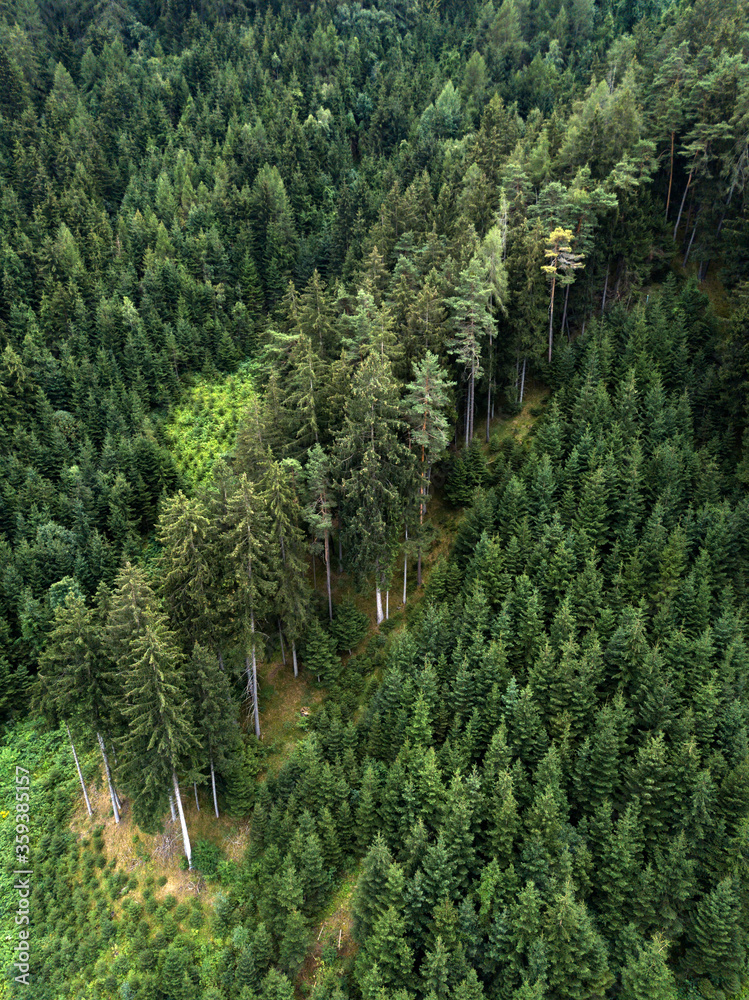 Obraz premium Aerial view of green summer pine forest, fir trees, spruces on hillside, Alpine mountains, nature of Tyrol, rural landscape. Austria, Europe. 