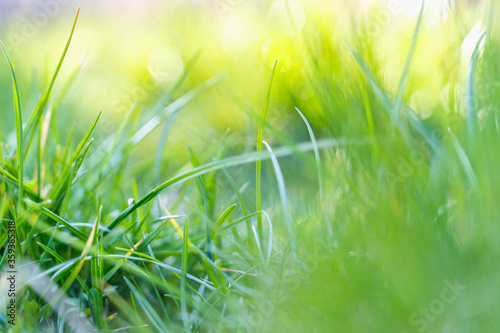 green grass background,blurry background