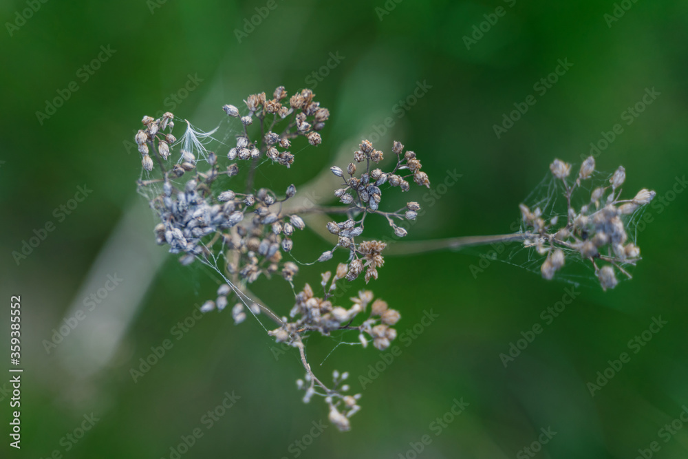 dry branches of a plant among fresh greenery, blurry background dry branches of a plant among fresh greenery, blurry background