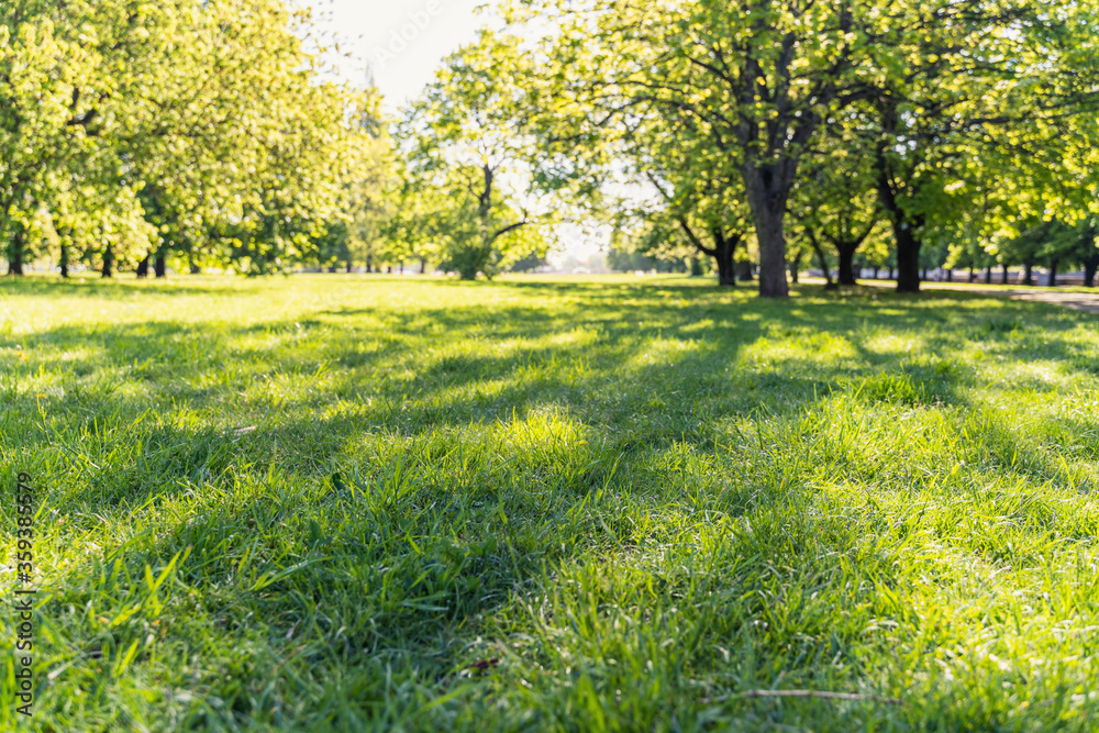 Alleys and lawns of the park on a sunny day, soft focus, focus to the foreground, blurry background