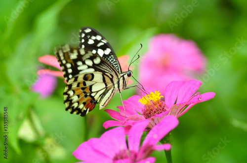 beautiful butterfly © kafu