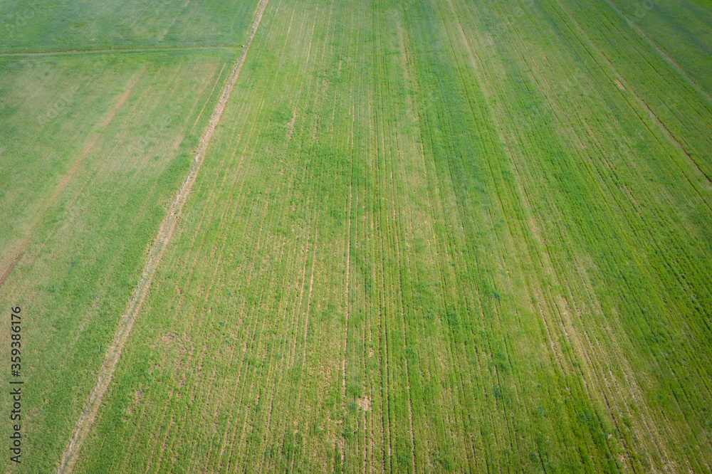 Drone photo of rye field in Mazowsze region of Poland
