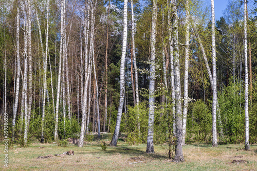 Birch trees in small forest near Jaczew, small village in Mazowsze region of Poland