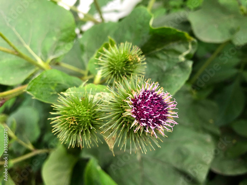 close up view of burdock flowers 