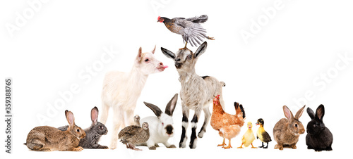 Fototapeta Naklejka Na Ścianę i Meble -  Group of funny cute farm animals together isolated on white background