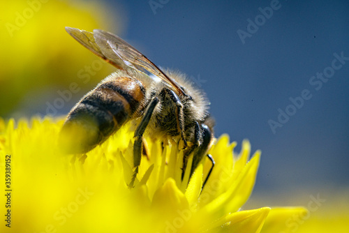 Bienen, Pollen, Bestäubung © formgefuege