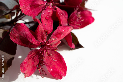 Purple, red flowers of a blooming Apple tree of the Malus Royalty pendula variety with dew drops lie on a white background.April, may Apple blossom.Concept of mother's Day, March 8, February 14 photo