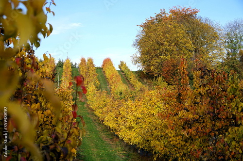 Weinreben mit leuchtend gelbem Herbstlaub auf grünem Gras unter blauem Himmel photo