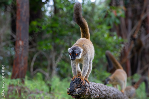 Brown lemurs play in the meadow and a tree trunk and are waiting for the visitors