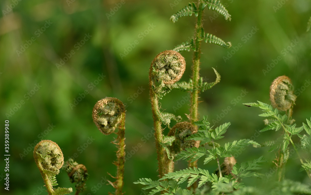 the young shoots of fern rolled into spirals the young shoots of fern rolled into spirals