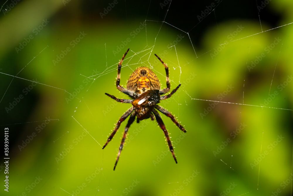 A spider in its web in the rainforest A spider in its web in the rainforest