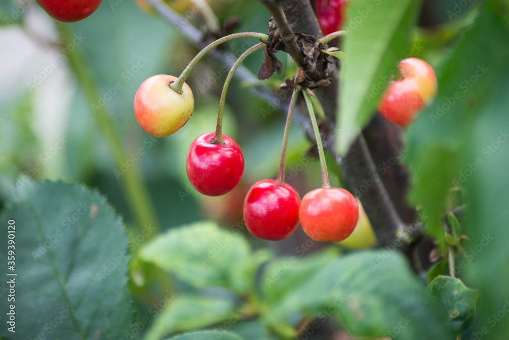 Closeup of cherry fruits in a cherry tree in a garden Closeup of cherry fruits in a cherry tree in a garden