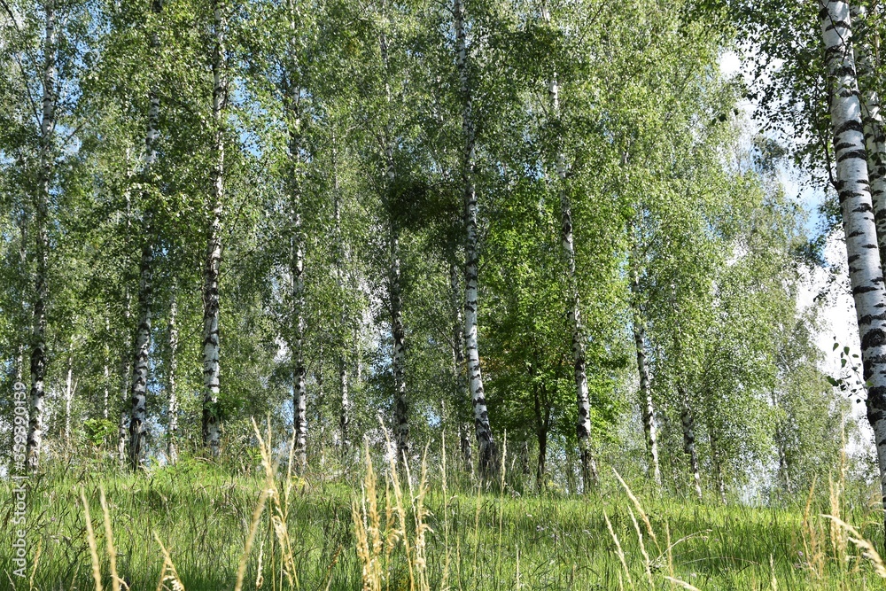 Fototapeta premium Birkenwald