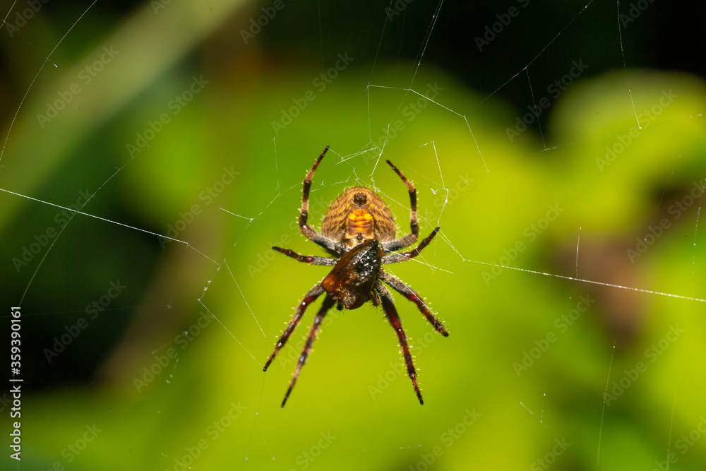 A spider in its web in the rainforest A spider in its web in the rainforest