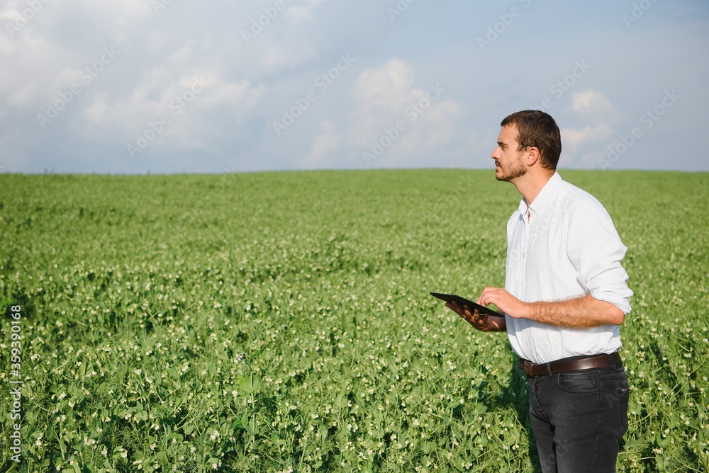 A young farmer inspects a field with green peas. Agribusiness concept. A young farmer inspects a field with green peas. Agribusiness concept.