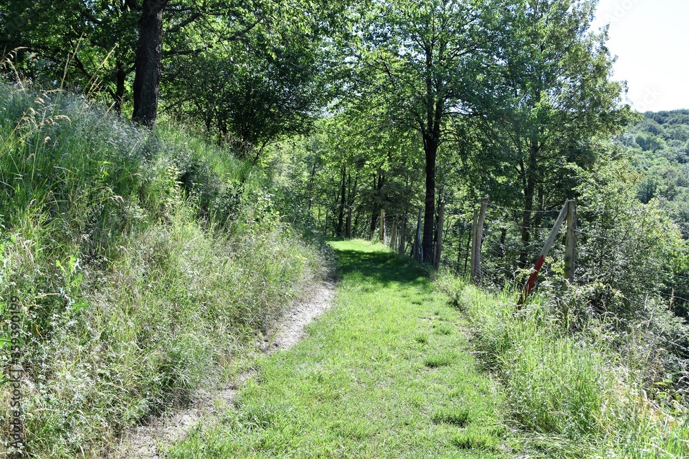 Waldweg Waldweg