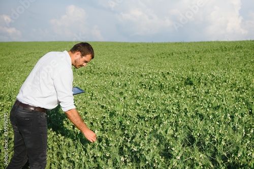 A young farmer in a field with green peas inspects the growth of plants with a tablet in his hands.