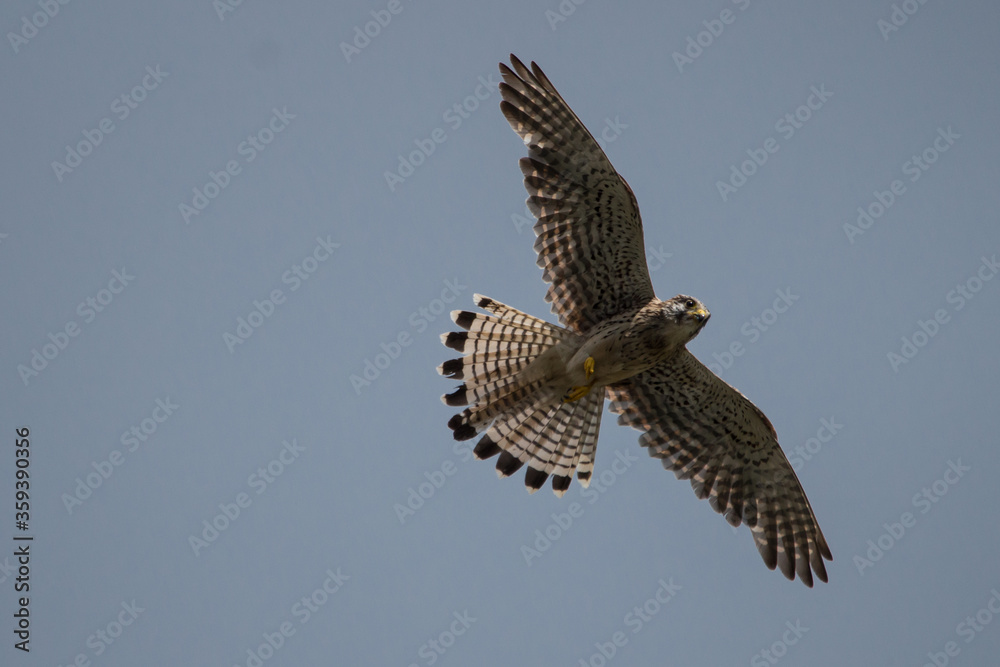 Fototapeta premium Turmfalke im Flug
