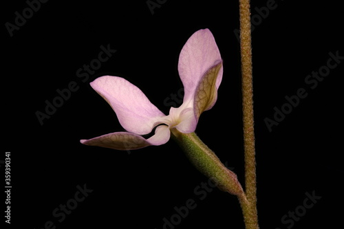 Night-Scented Stock (Matthiola longipetala). Flower Closeup photo