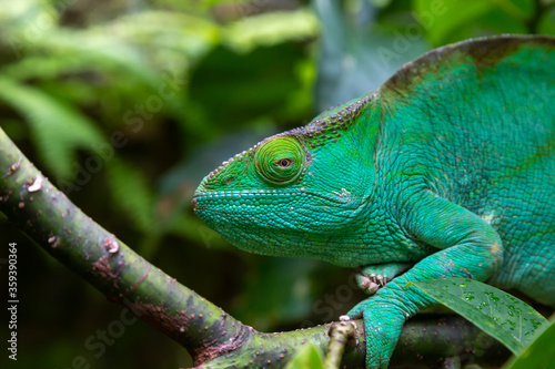A green chameleon on a branch in close-up