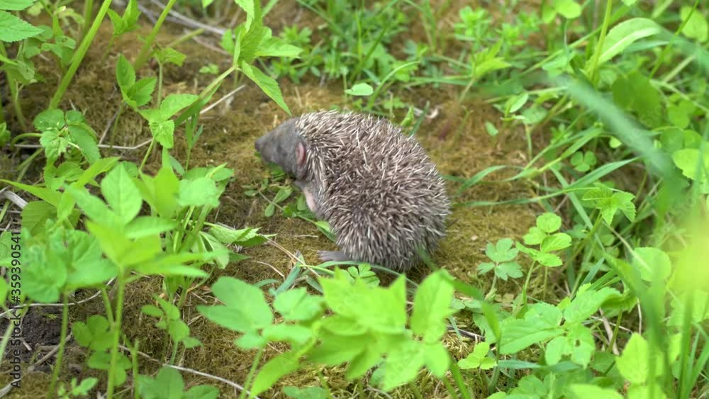 Little newborn hedgehog in green grass. Close up view. Wildlife nature concept. Little newborn hedgehog in green grass. Close up view. Wildlife nature concept.