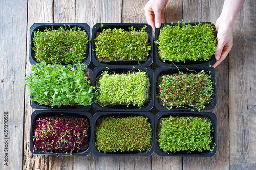 Microgreens growing background with microgreen sprouts on the wooden table. Top view. photo