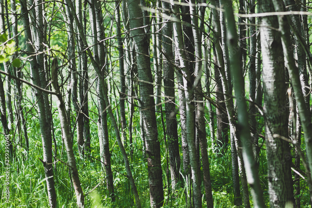 Abstract young trees dense forest background illuminated by the sun with copy space Abstract young trees dense forest background illuminated by the sun with copy space