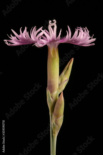 Garden Pink (Dianthus plumarius). Flower Closeup