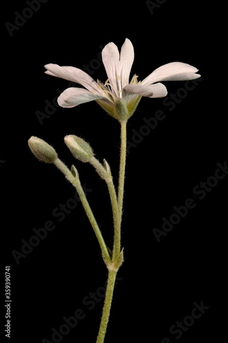 Crimean Snow-in-Summer (Cerastium biebersteinii). Inflorescence Closeup