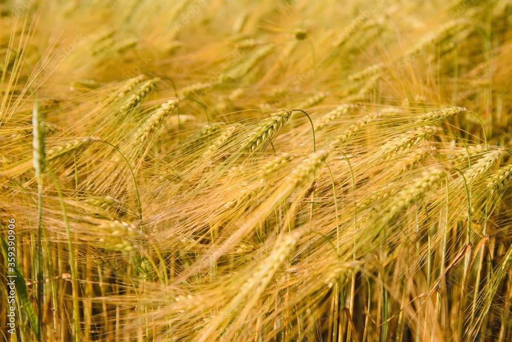 Wheat field and countryside scenery Wheat field and countryside scenery