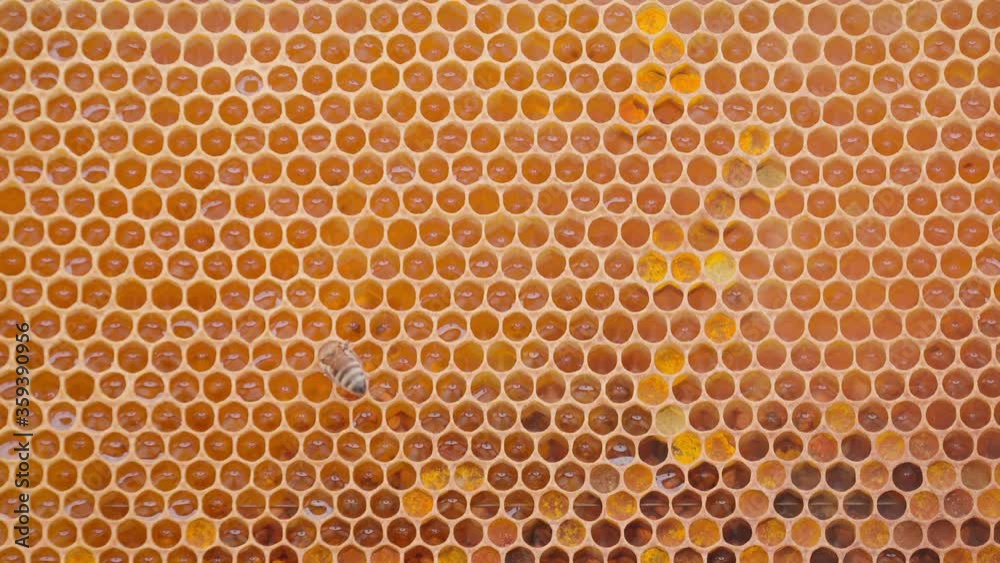 Bees working on honey cells in beehive. Close up macro. Swarm on frame from hive top view with white smoke Bees working on honey cells in beehive. Close up macro. Swarm on frame from hive top view with white smoke